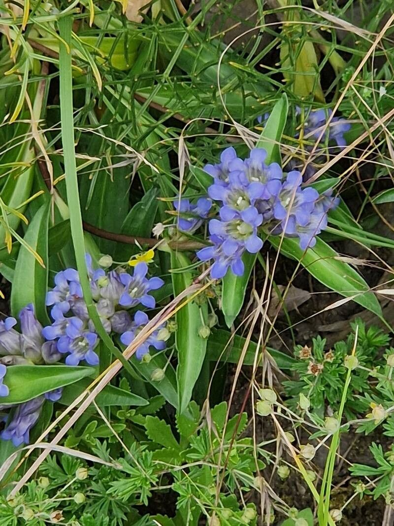 Gentiana decumbens habit