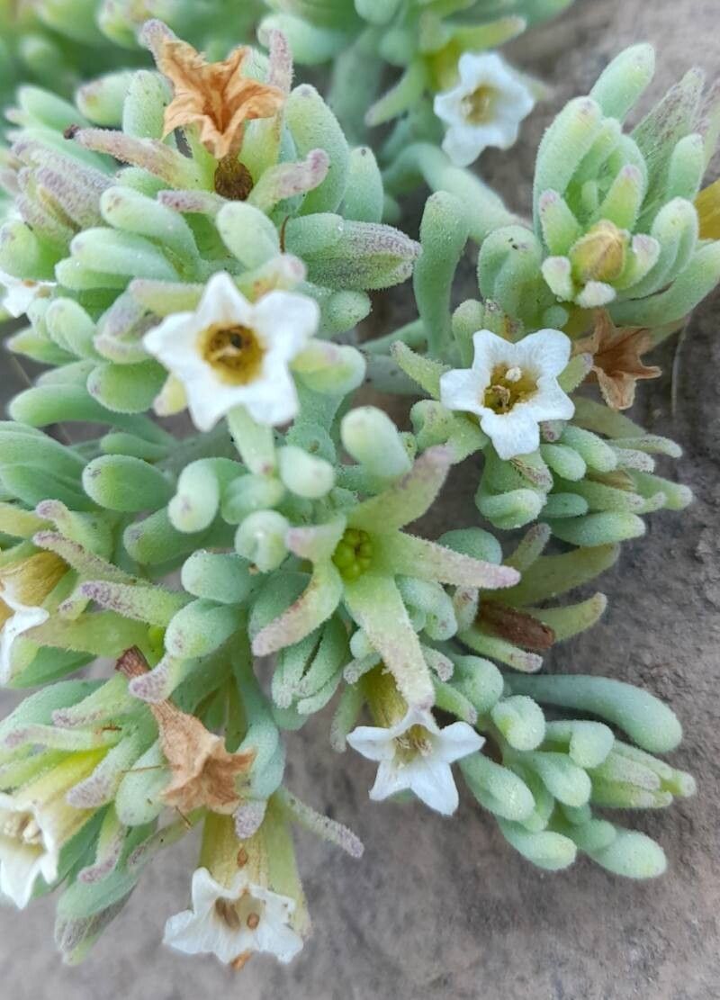 Nolana crassulifolia flower