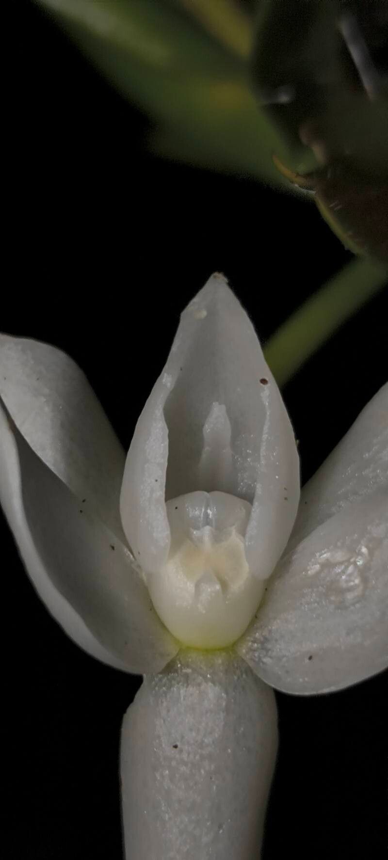 Angraecum amplexicaule flower
