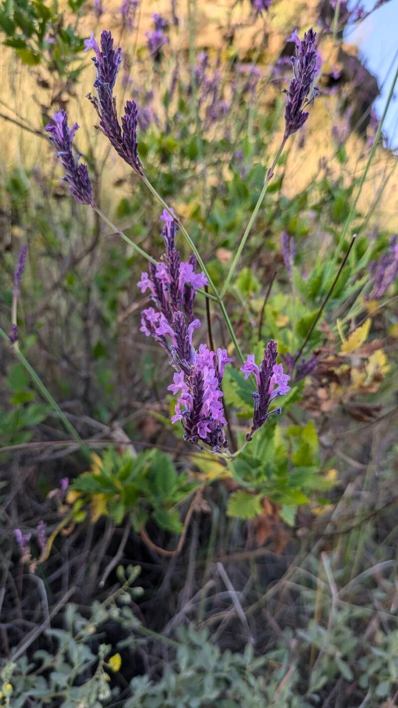 Lavandula rotundifolia flower