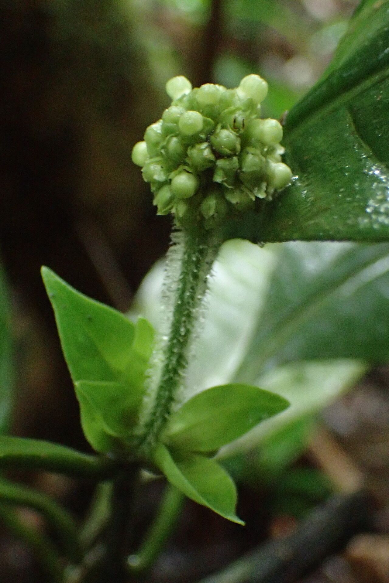 Psychotria brevifissa flower