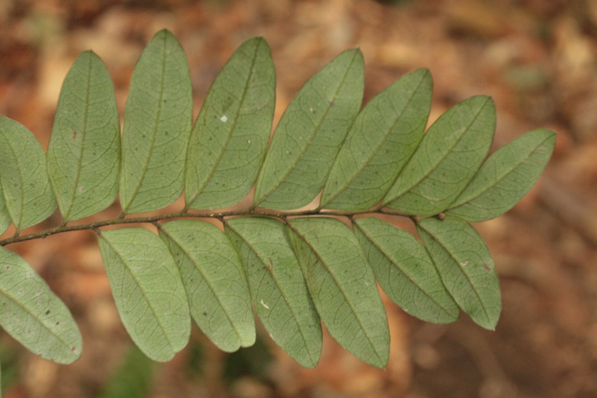 Diospyros obliquifolia leaf