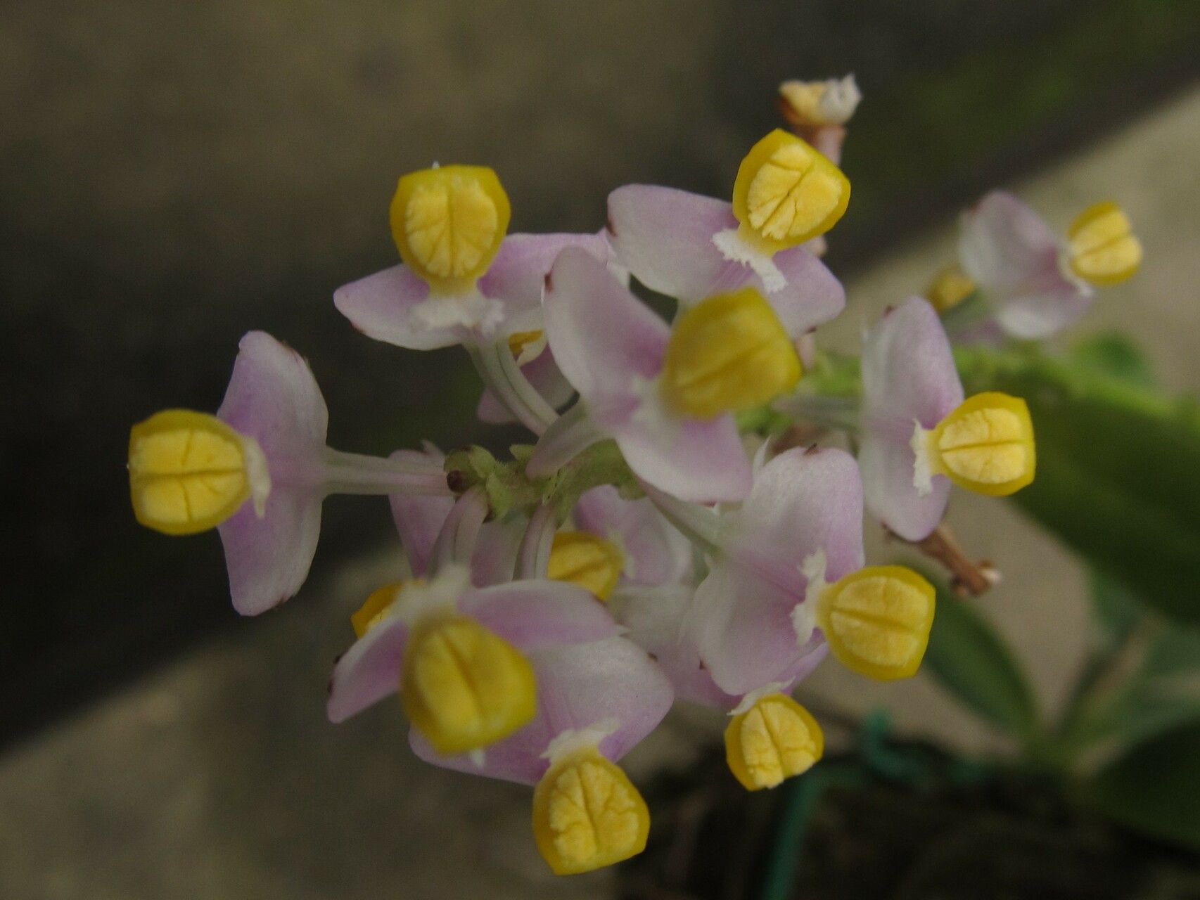 Polystachya victoriae flower