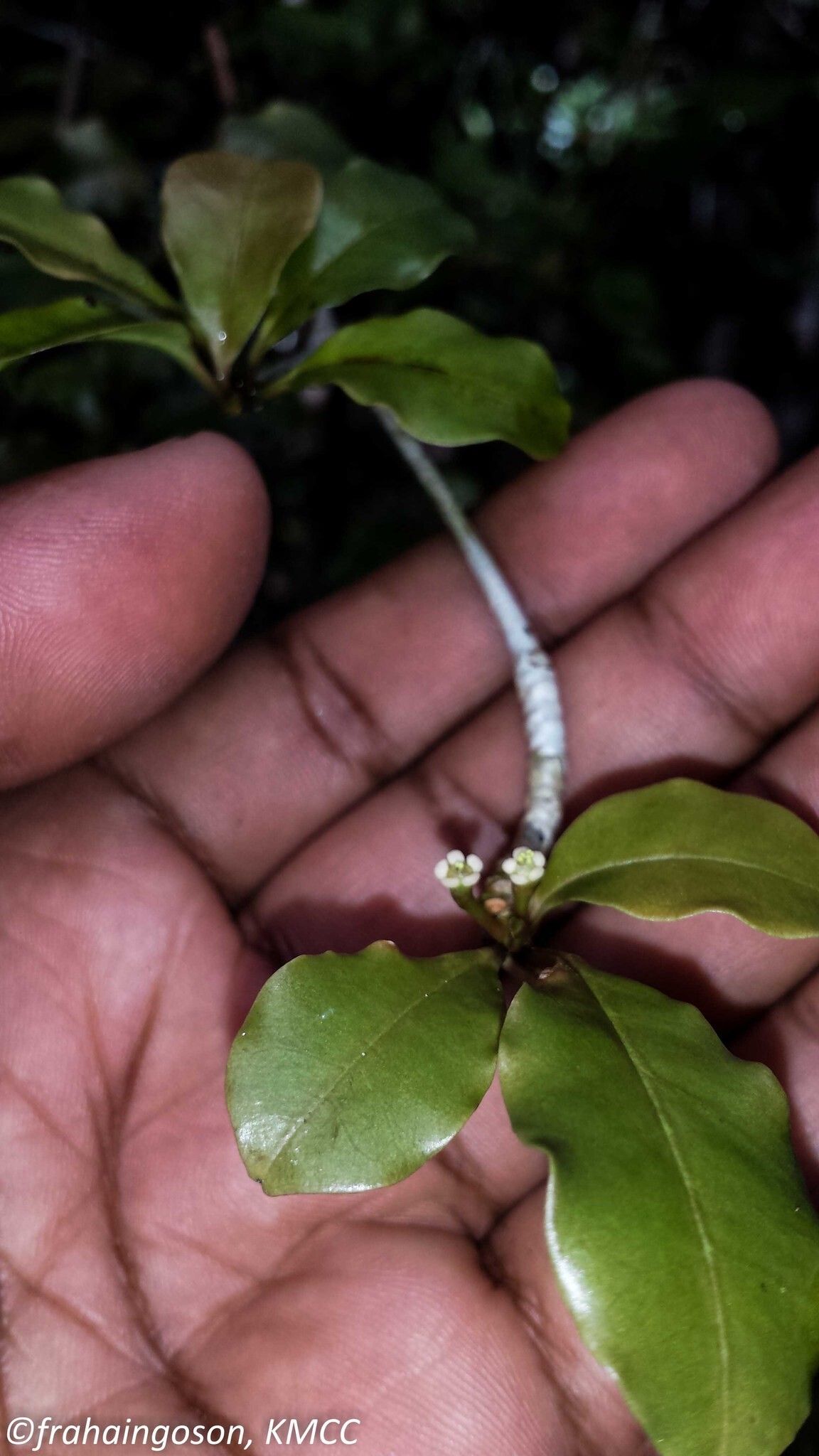Euphorbia boivinii leaf