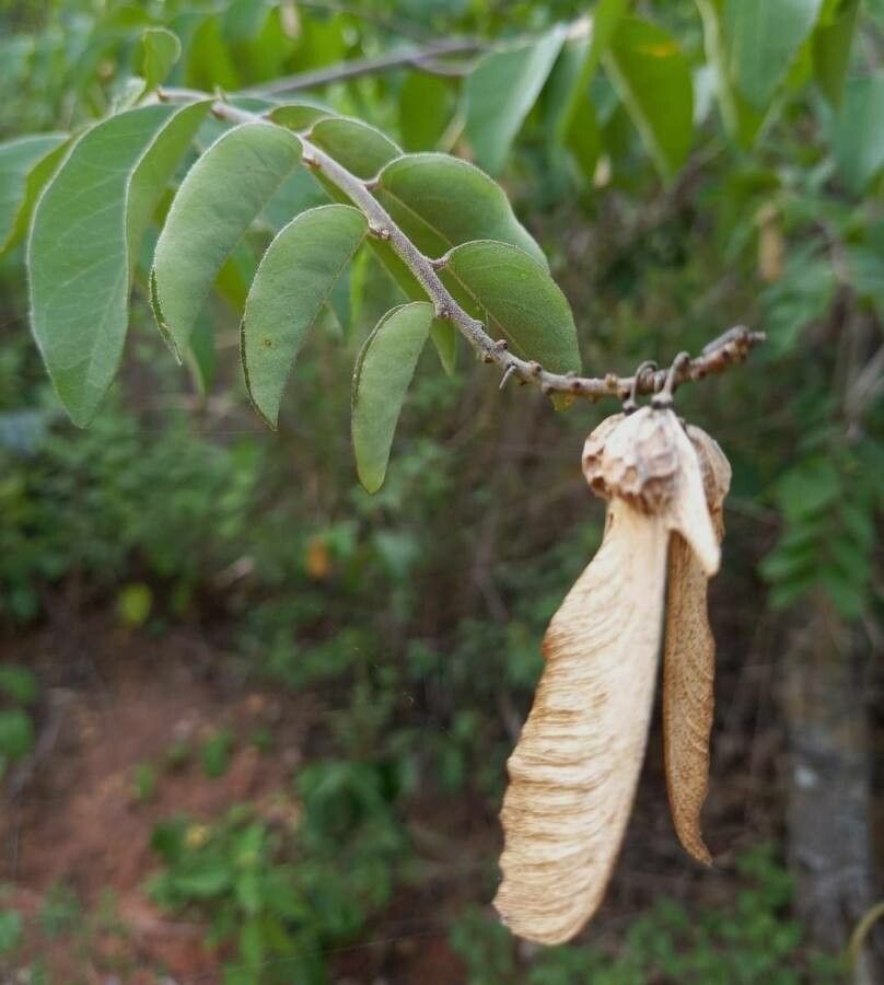 Securidaca diversifolia — related species from the same genus