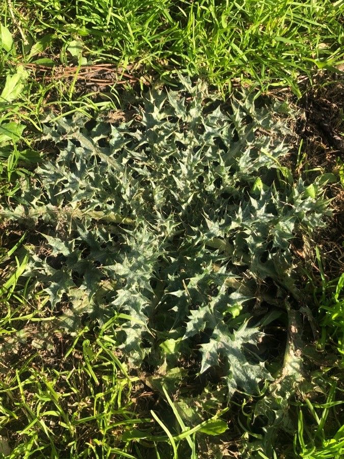 Onopordum horridum — houseplant care guide