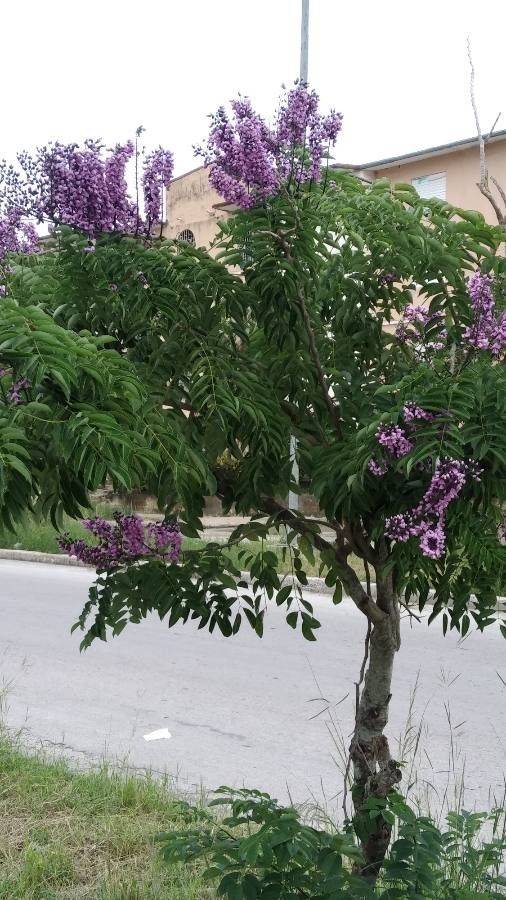 Lonchocarpus violaceus habit