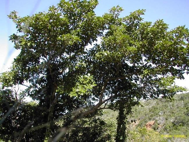 Terminalia novocaledonica habit