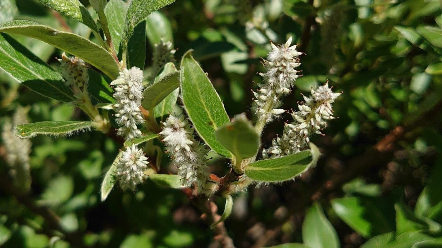 Salix helvetica flower