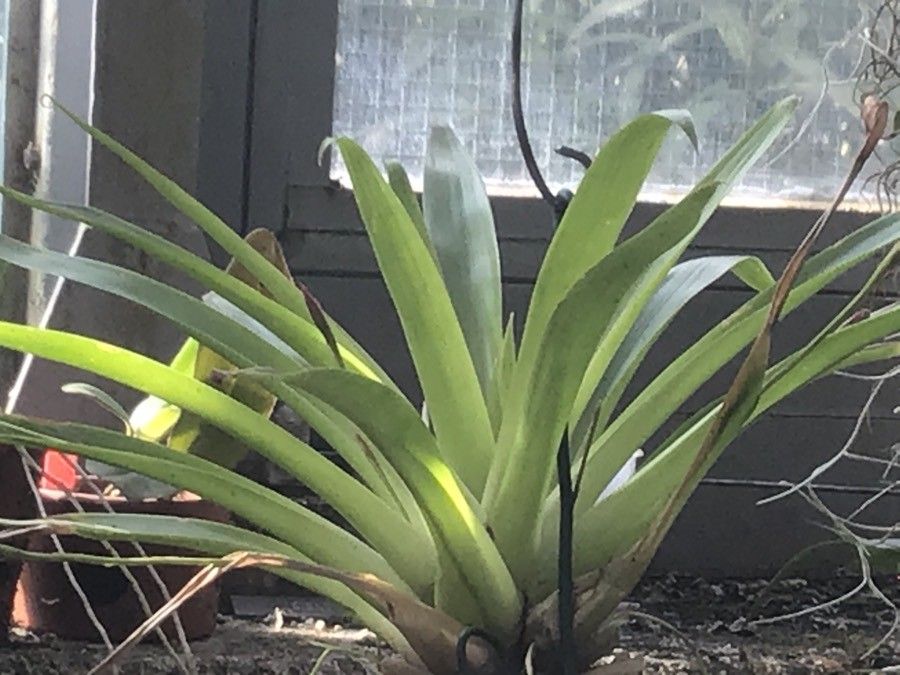 Tillandsia complanata — search result for 'Guyana'