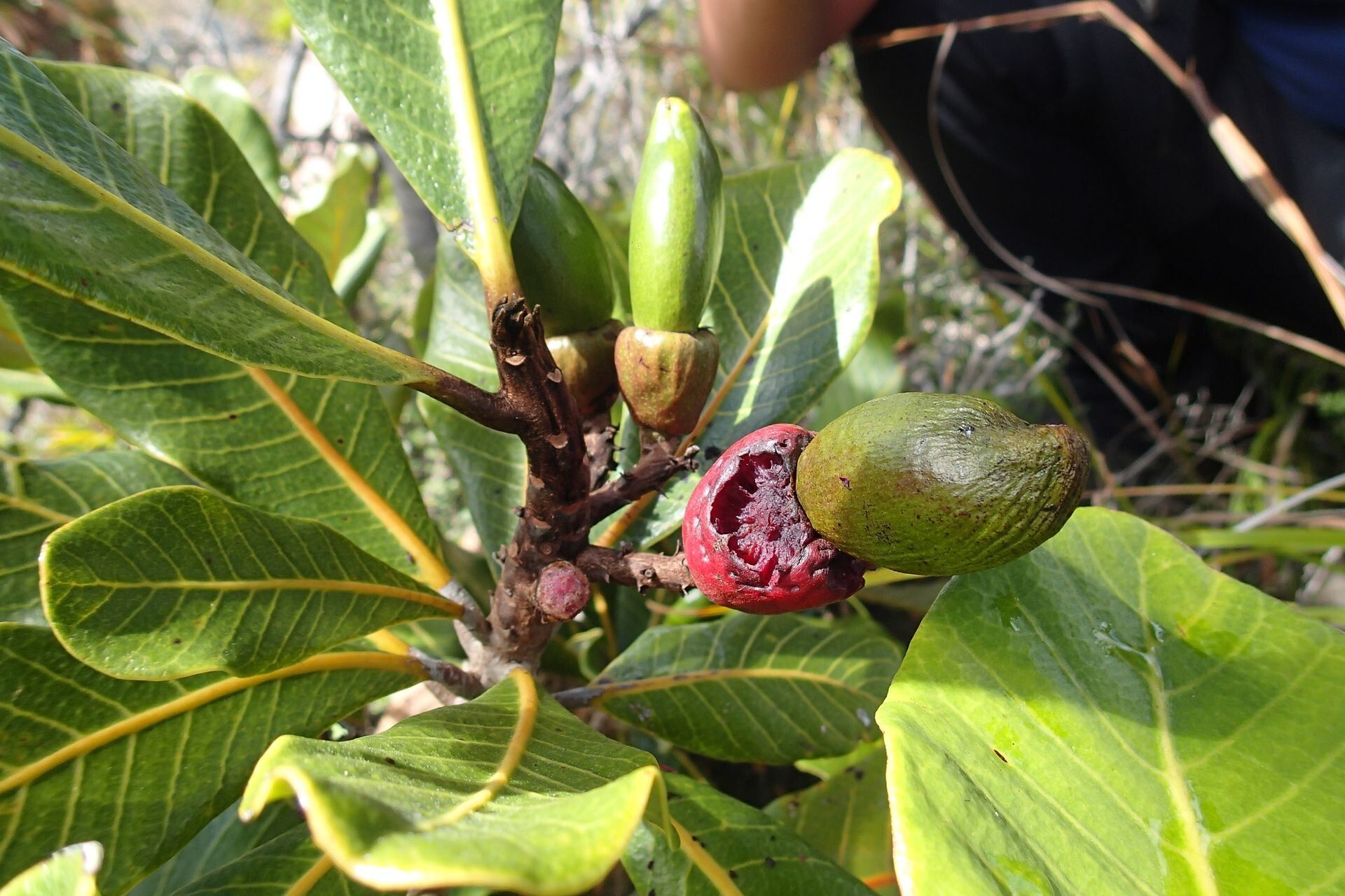 Semecarpus riparius fruit