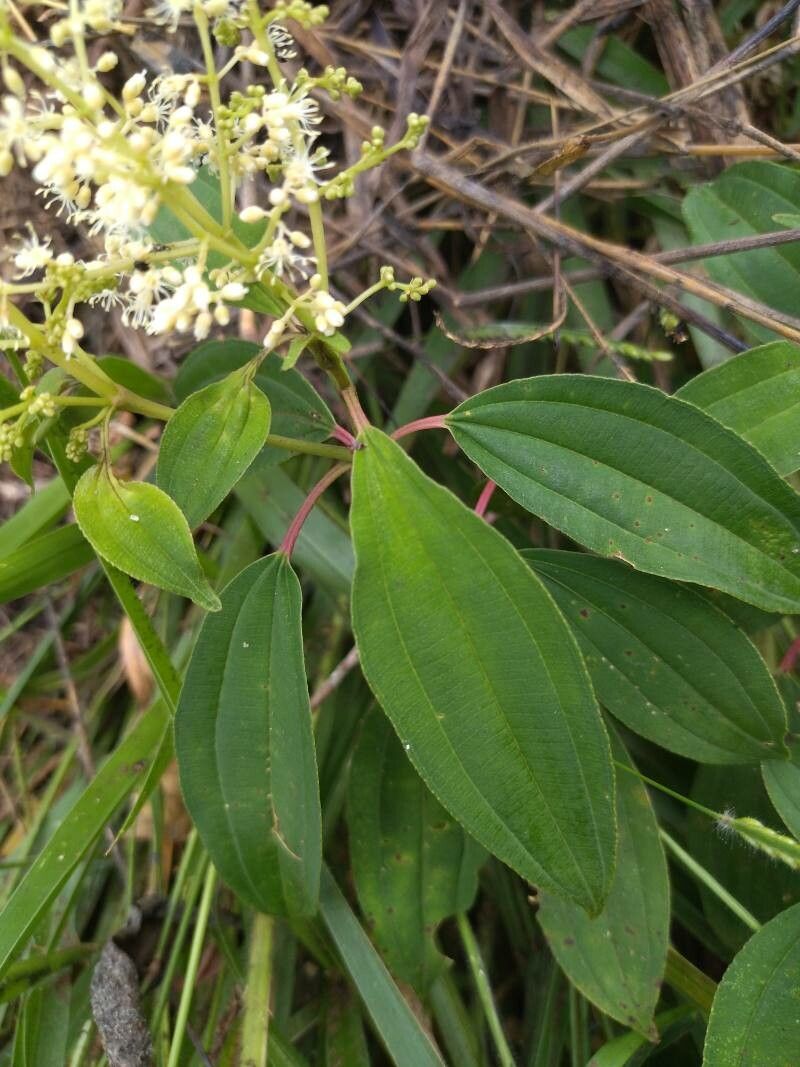 Miconia brevitheca — houseplant care guide