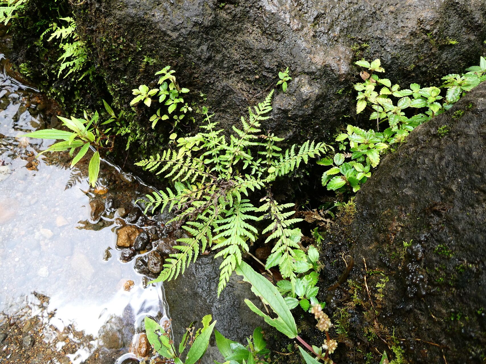 Thelypteris sancta habit