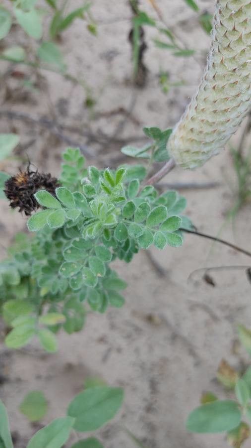 Dalea cylindriceps — houseplant care guide
