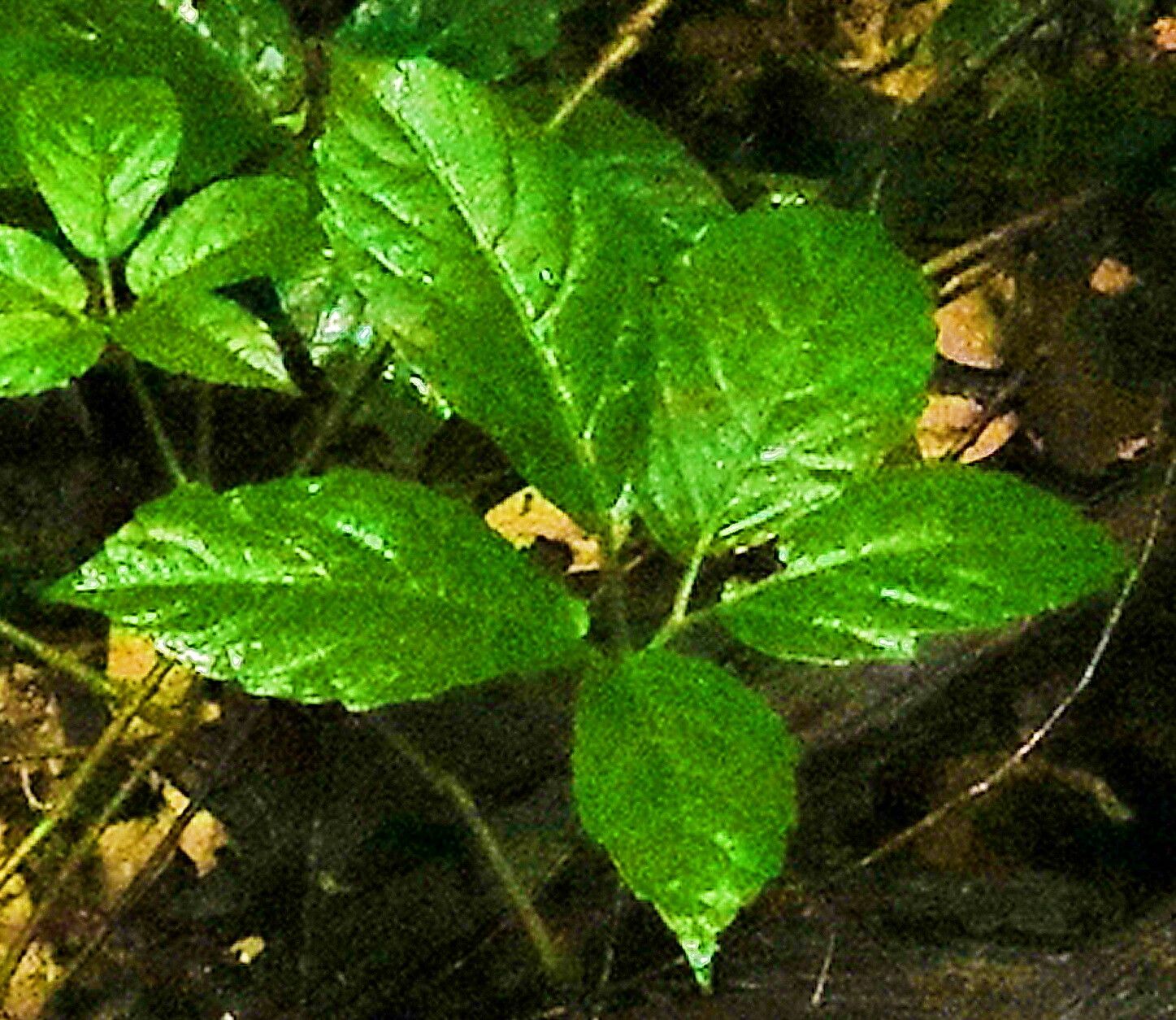 Causonis eurynema — related species from the same genus