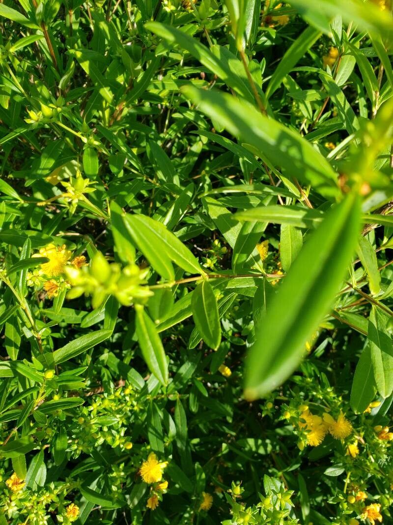 Hypericum kalmianum — search result for 'Hypericum'