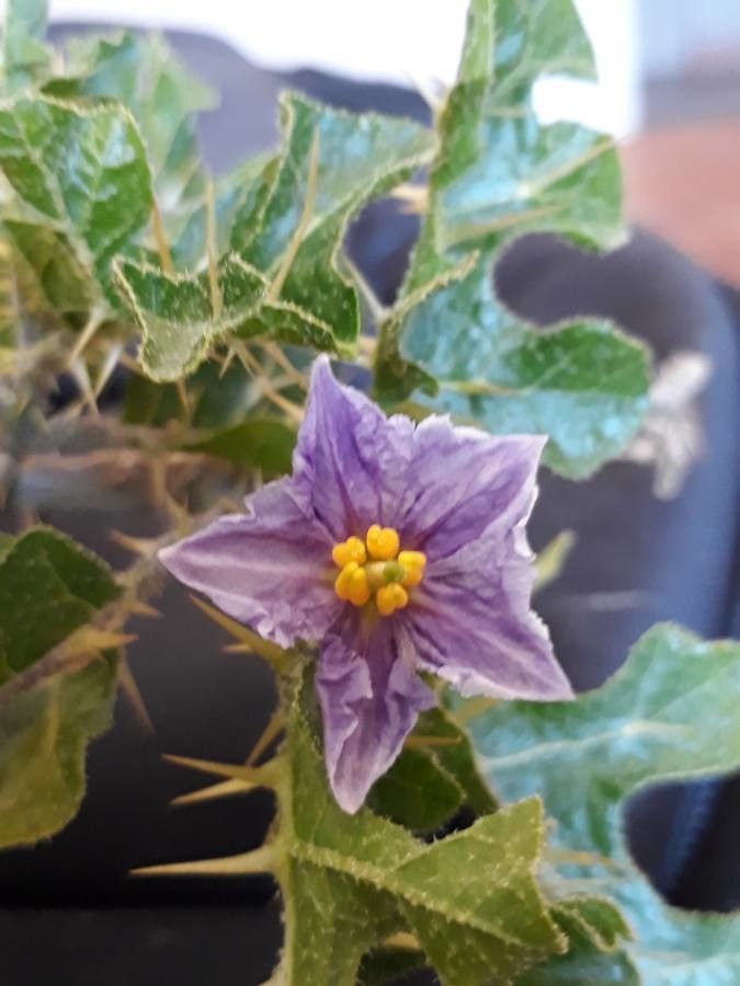 Solanum sodomaeum flower