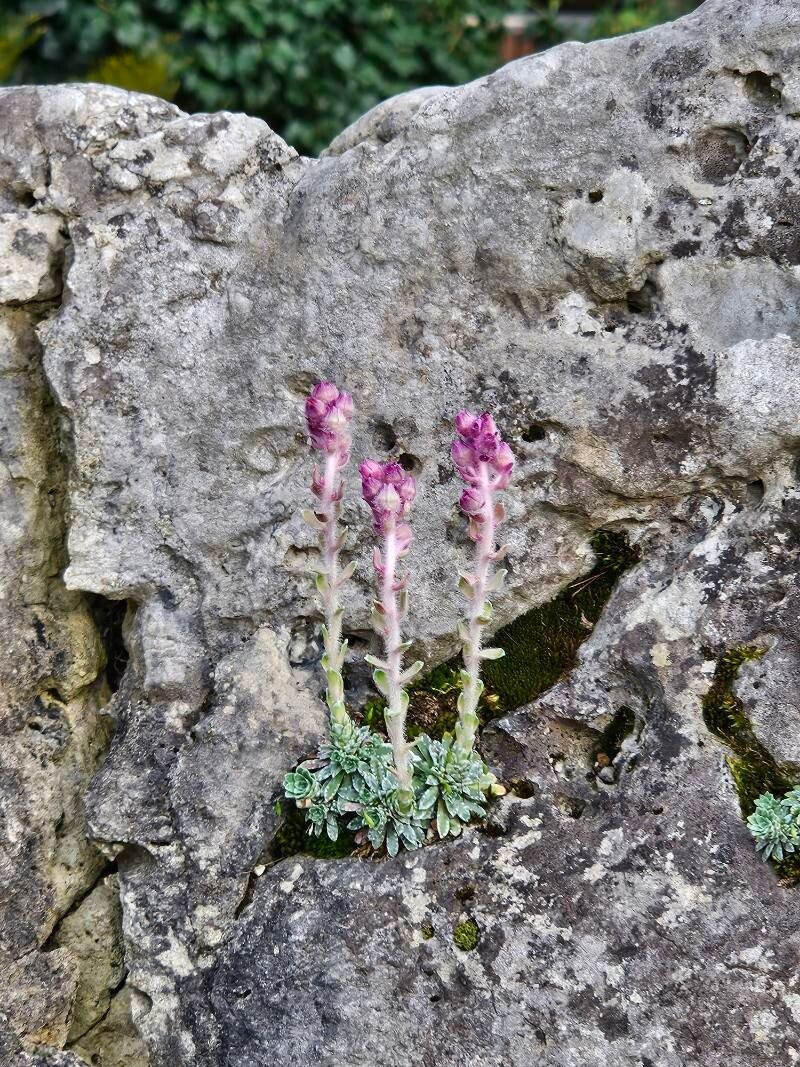 Saxifraga sempervivum flower