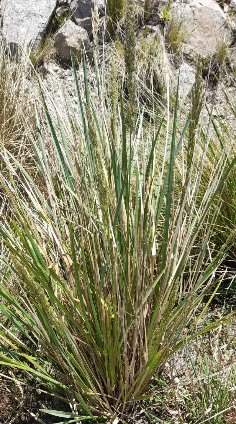 Poa stuckertii habit