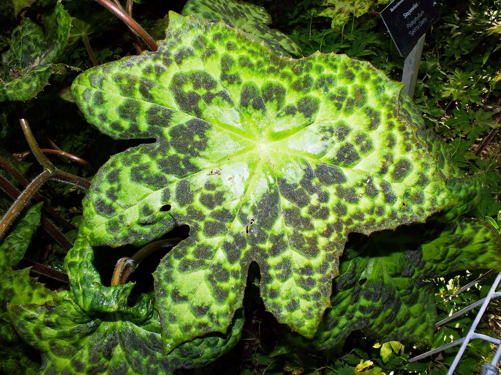 Podophyllum difforme leaf