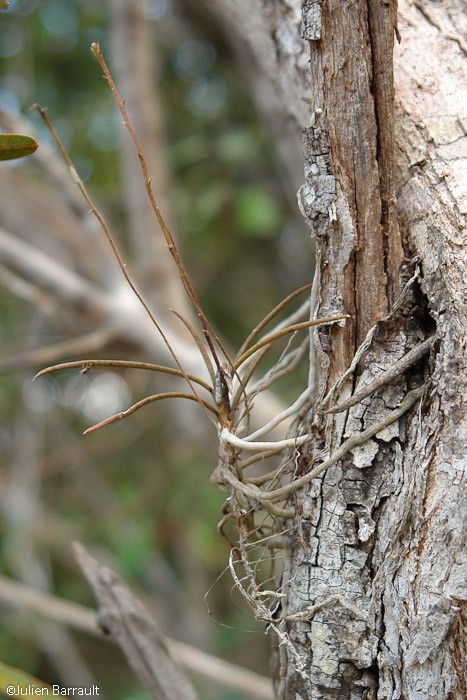 Sarcochilus rarus bark