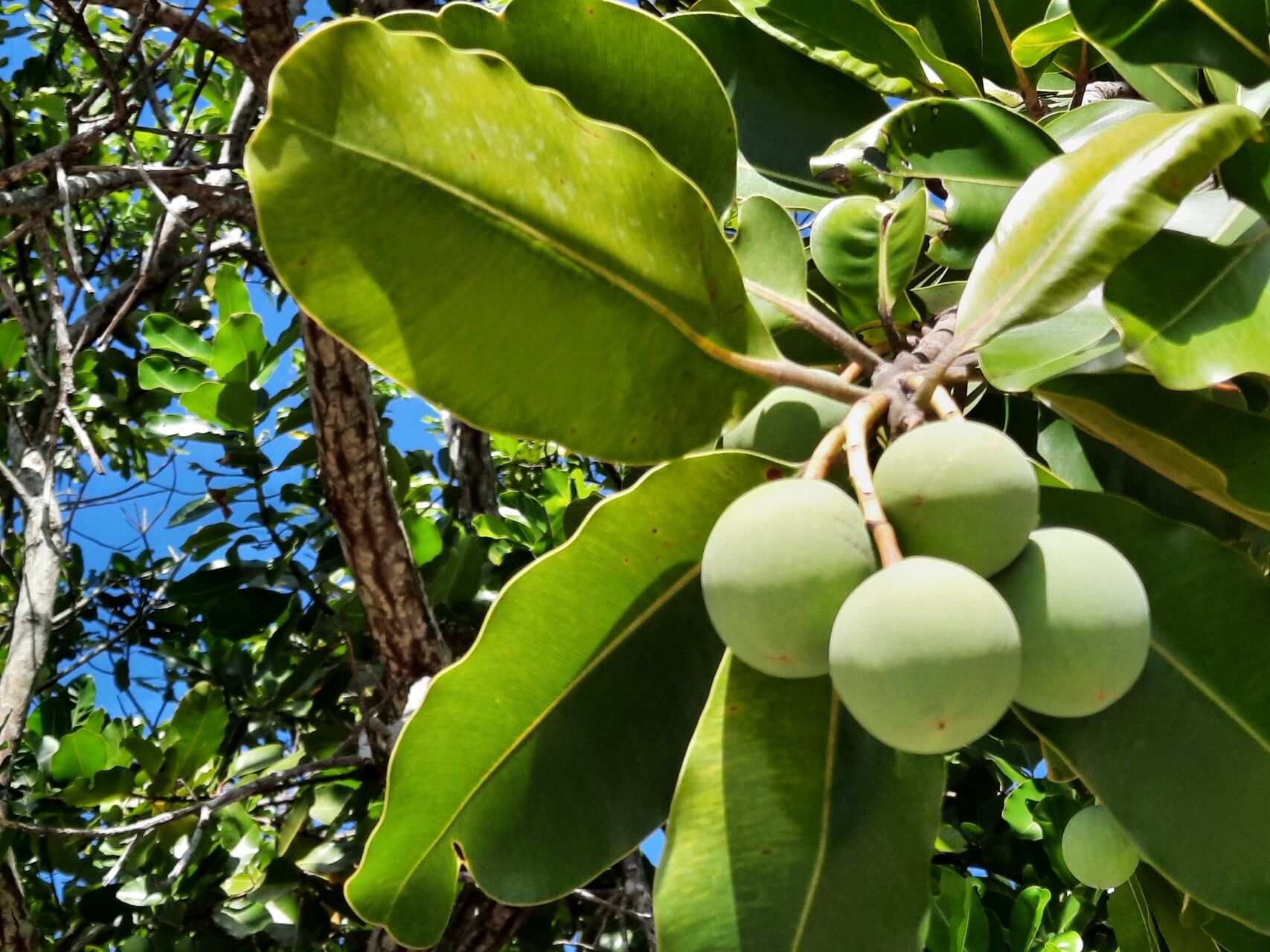 Calophyllum inophyllum fruit