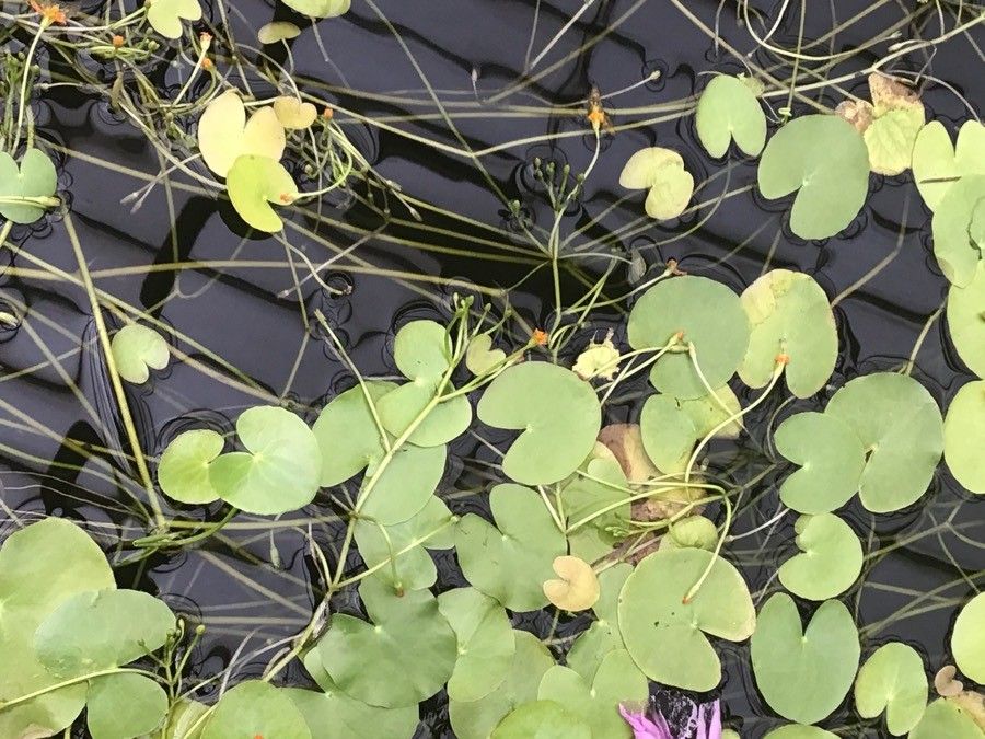 Nymphoides aurantiaca — related species from the same genus