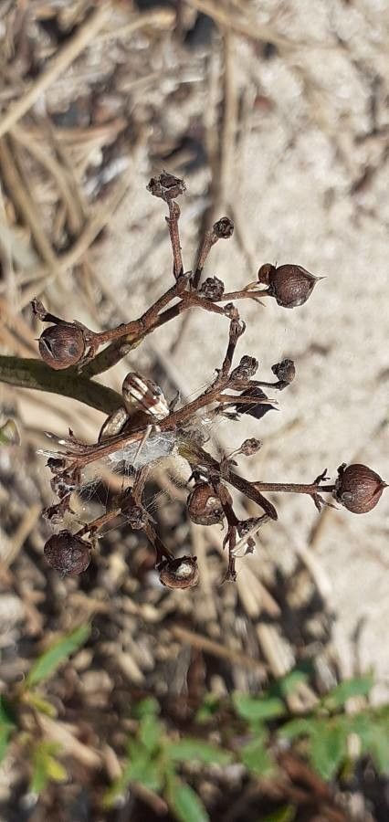 Veronica prostrata fruit