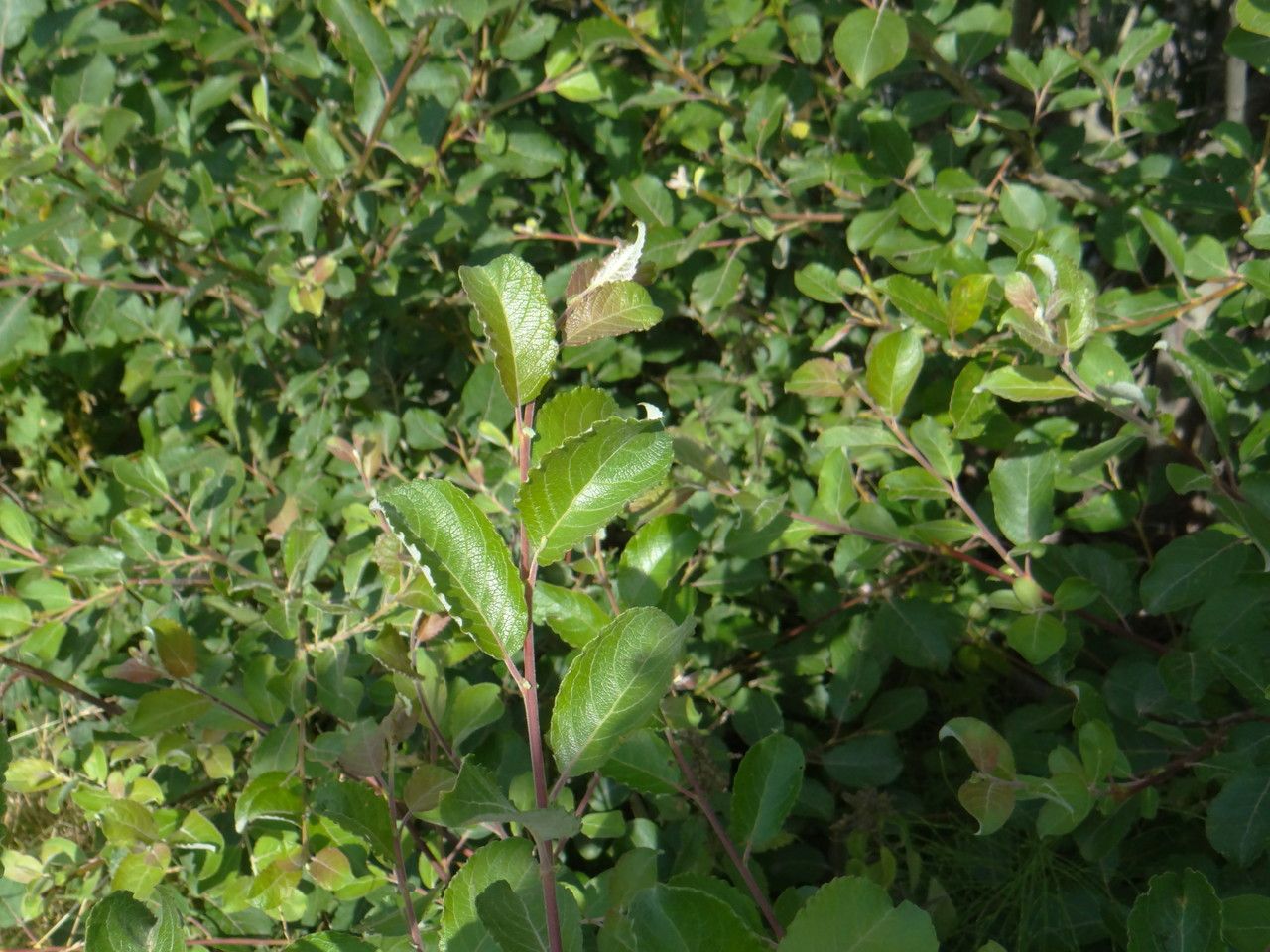 Salix bicolor — search result for 'Salicaceae'