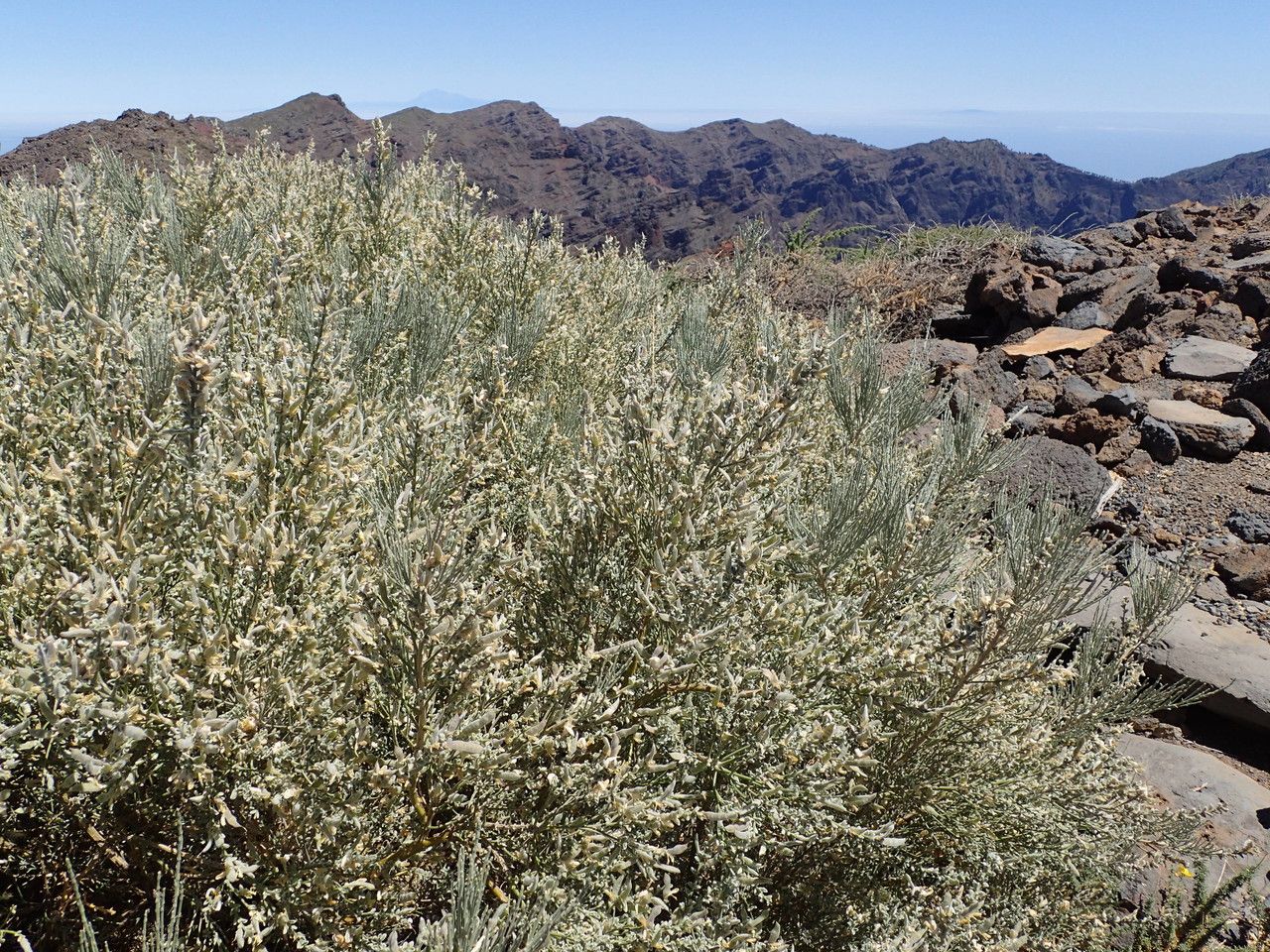 Genista benehoavensis habit