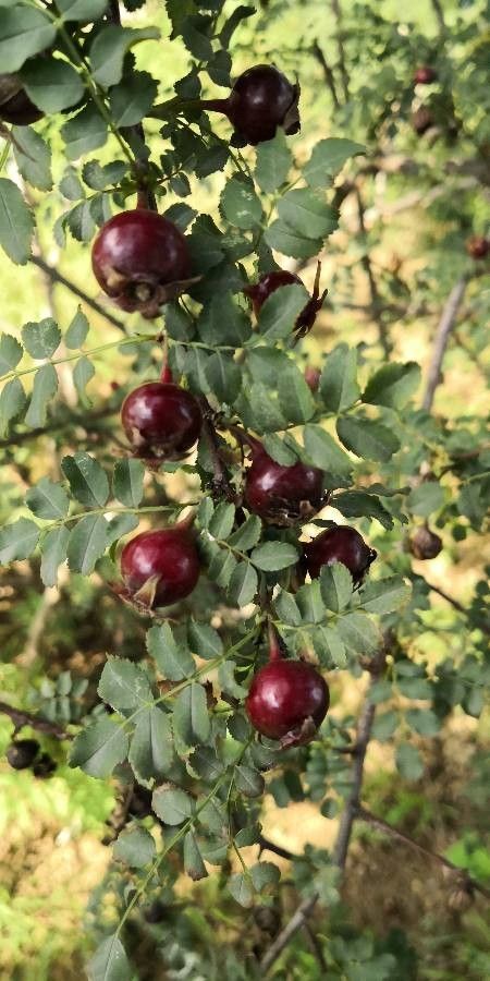 Rosa xanthina fruit