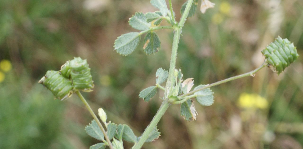 Medicago italica leaf