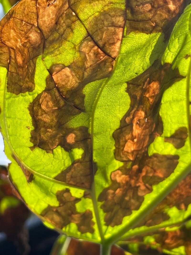 Dasistoma macrophylla — search result for 'Orobanchaceae'