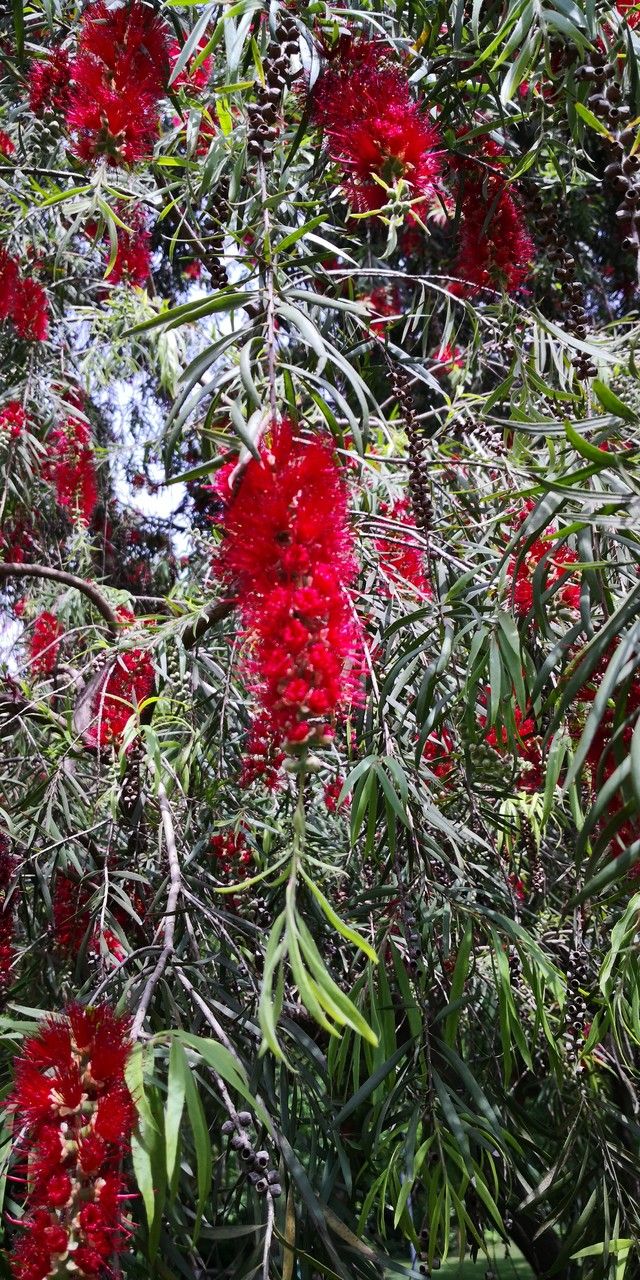 Callistemon rigidus flower