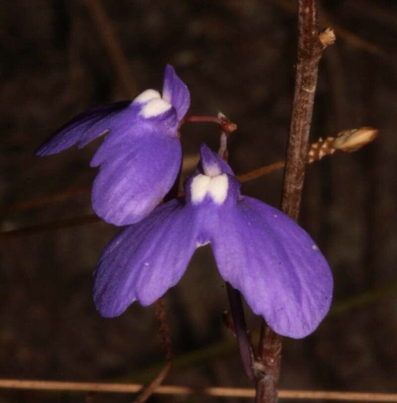 Utricularia leptoplectra — search result for 'Utricularia'