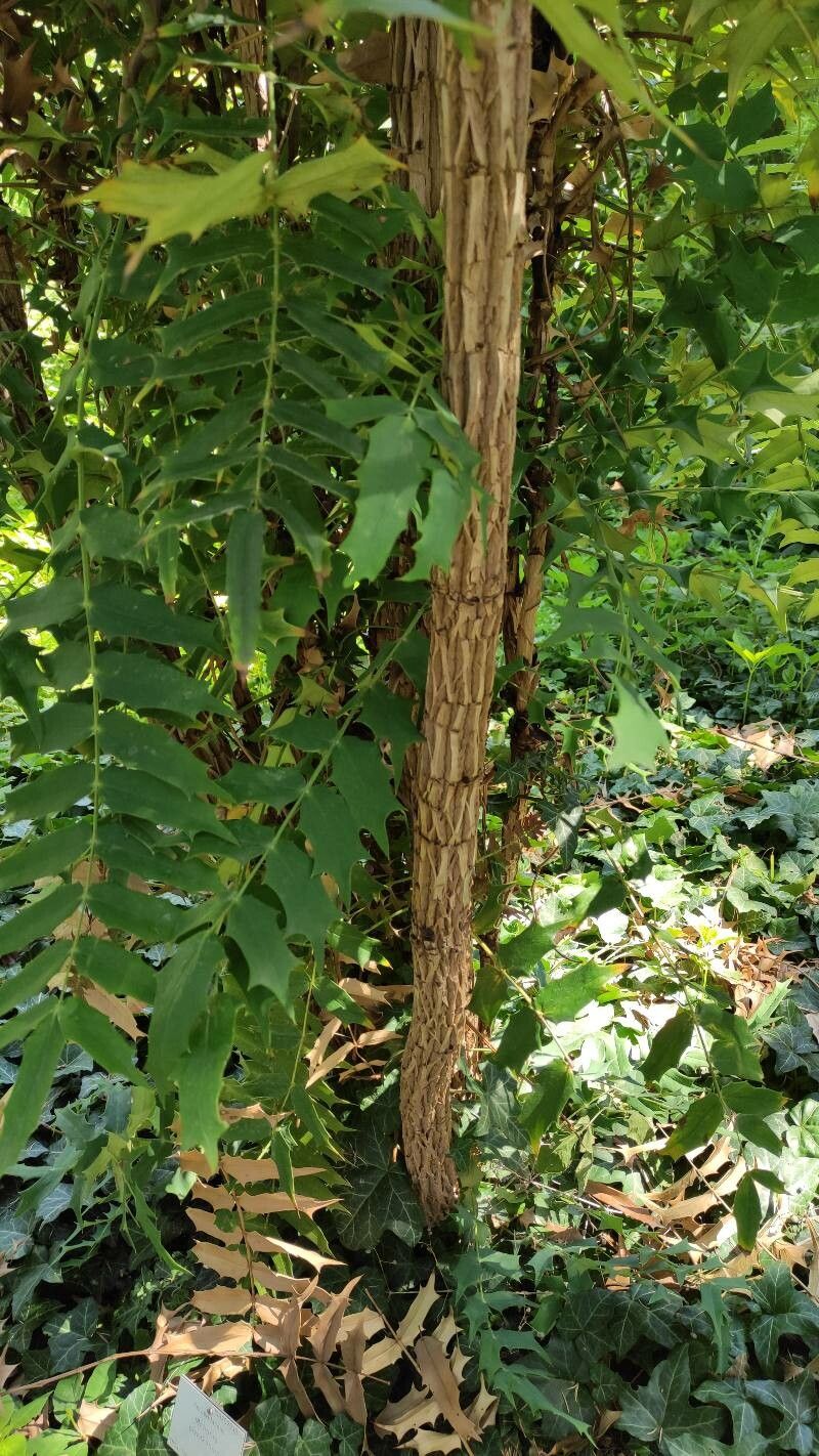 Berberis oiwakensis bark