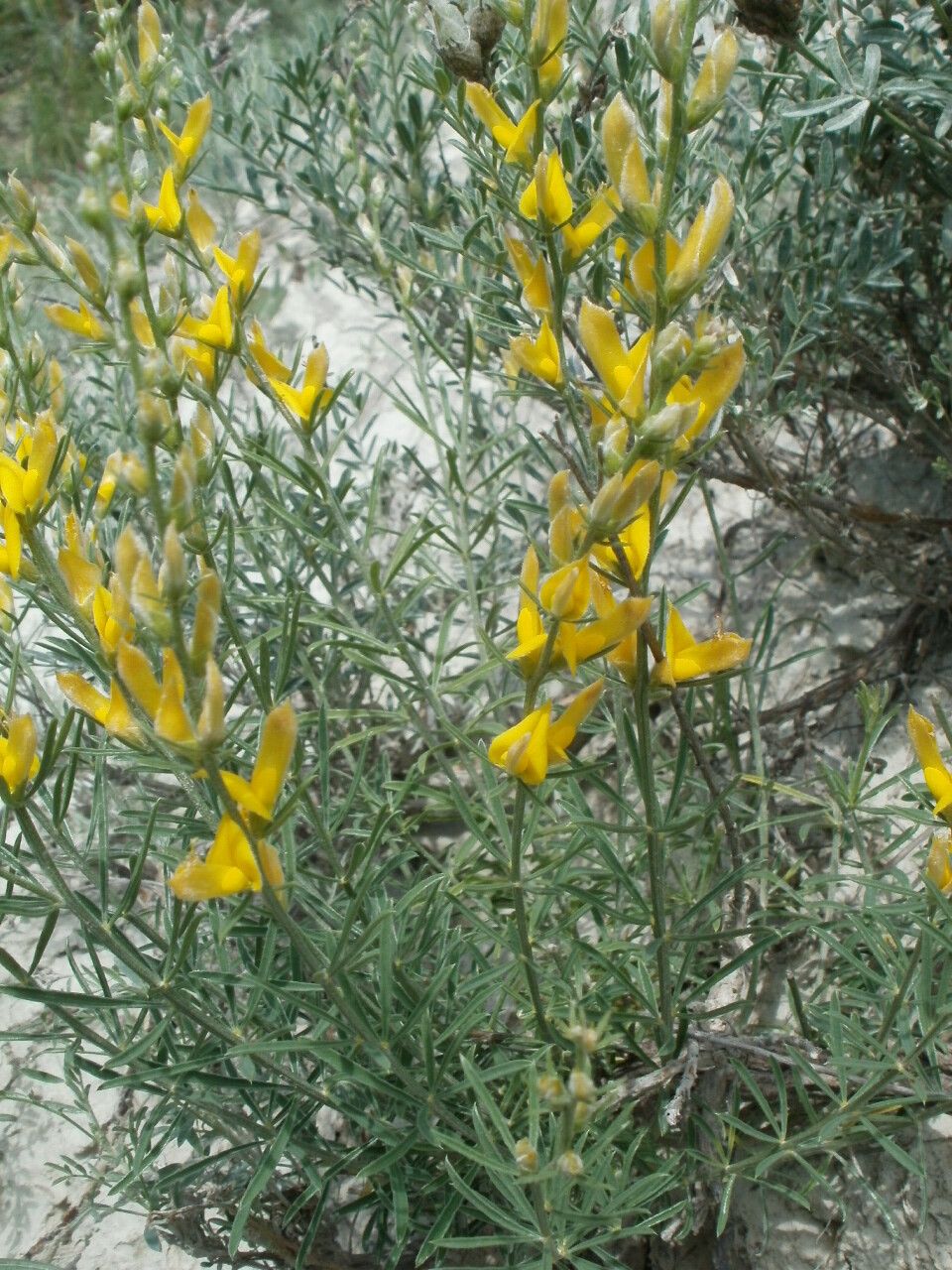Genista sessilifolia habit