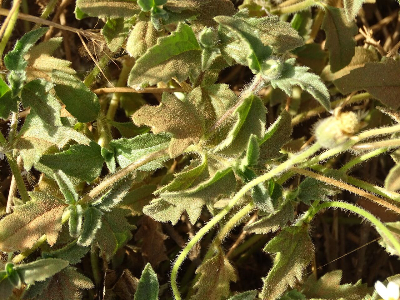 Tridax procumbens leaf