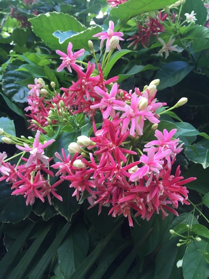 Combretum indicum flower