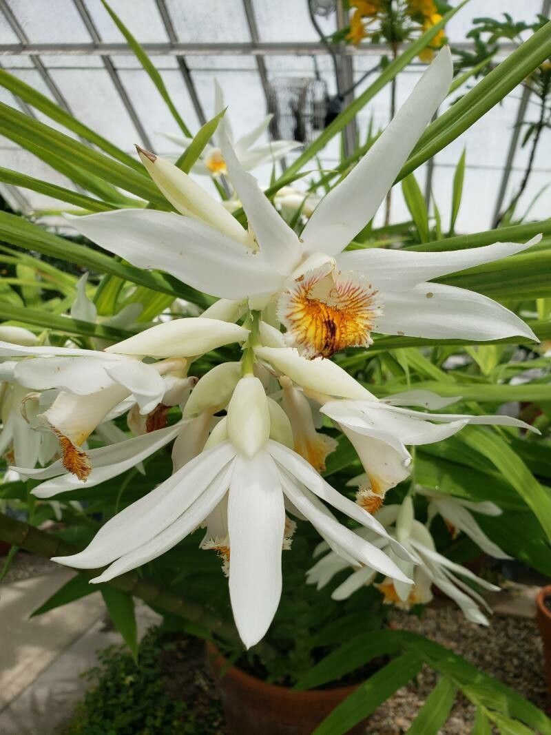 Thunia alba — houseplant care guide