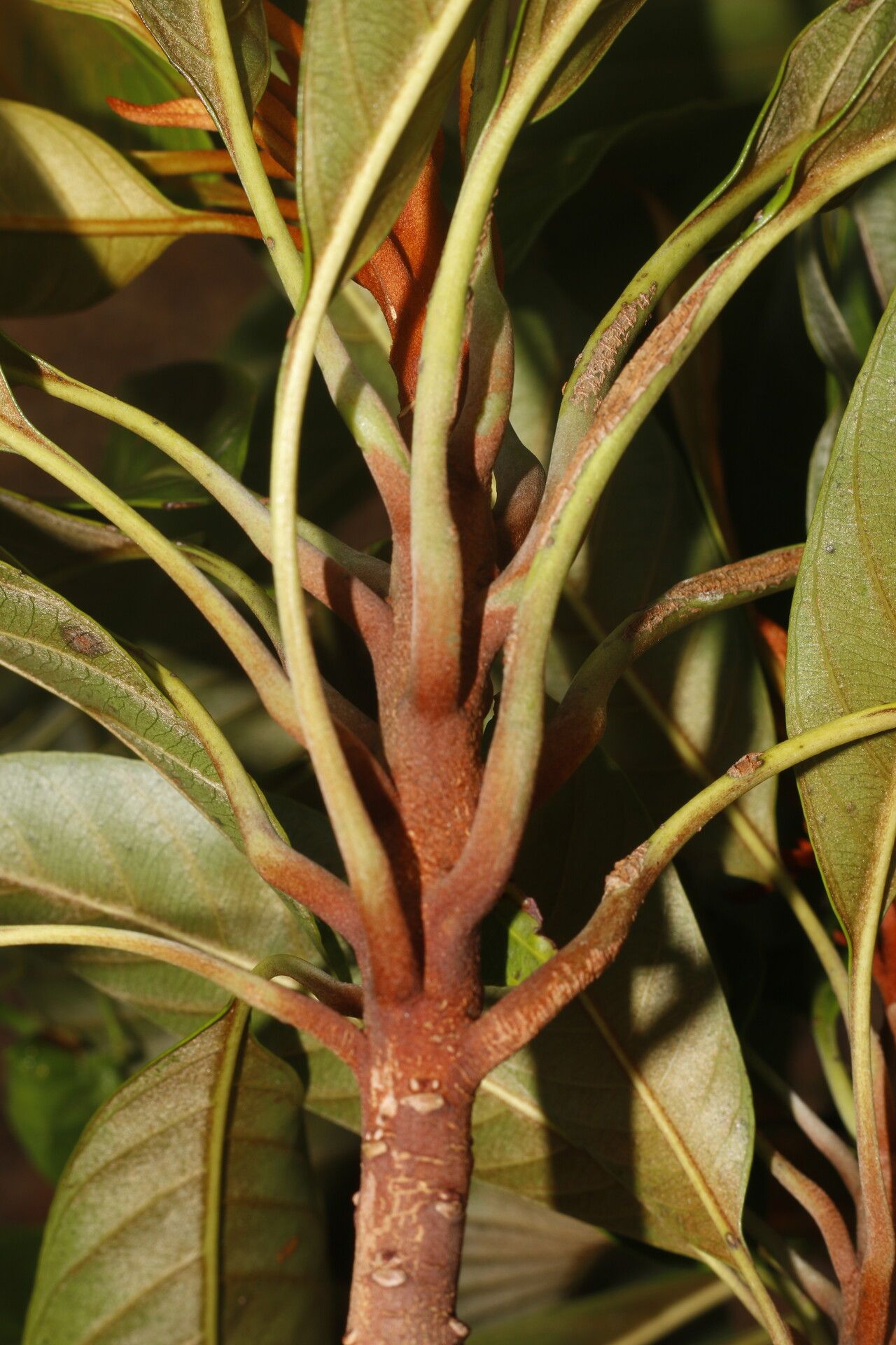 Chrysophyllum colombianum bark