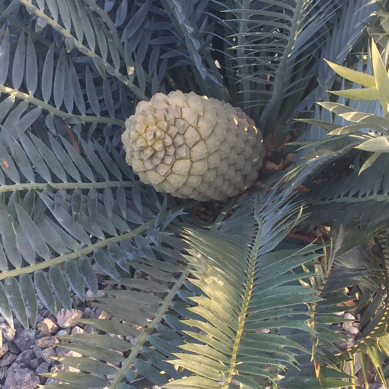 Encephalartos horridus fruit