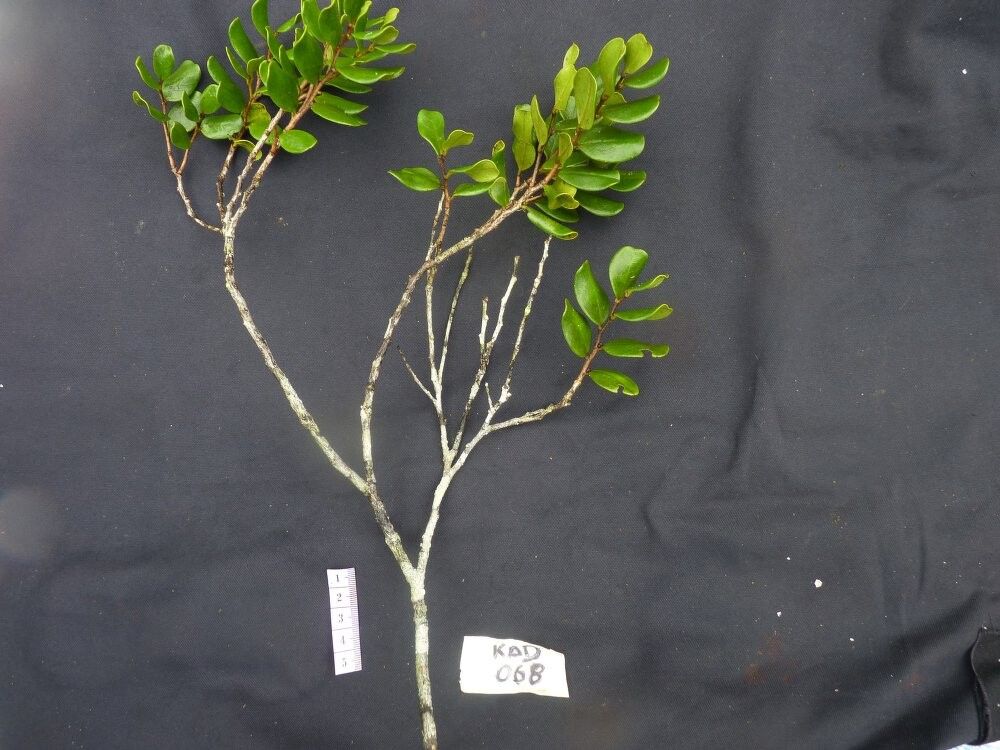 Diospyros ebenifera — houseplant care guide