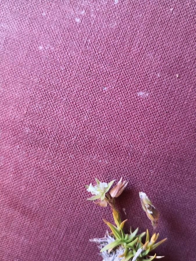 Minuartia graminifolia flower