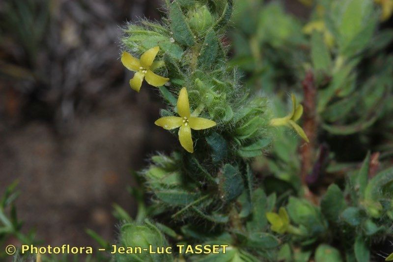 Thymelaea villosa flower