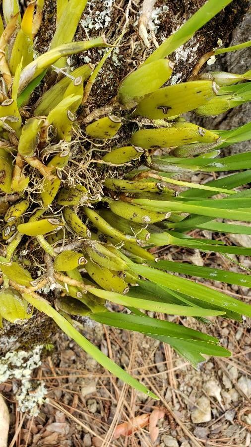 Prosthechea fragrans leaf