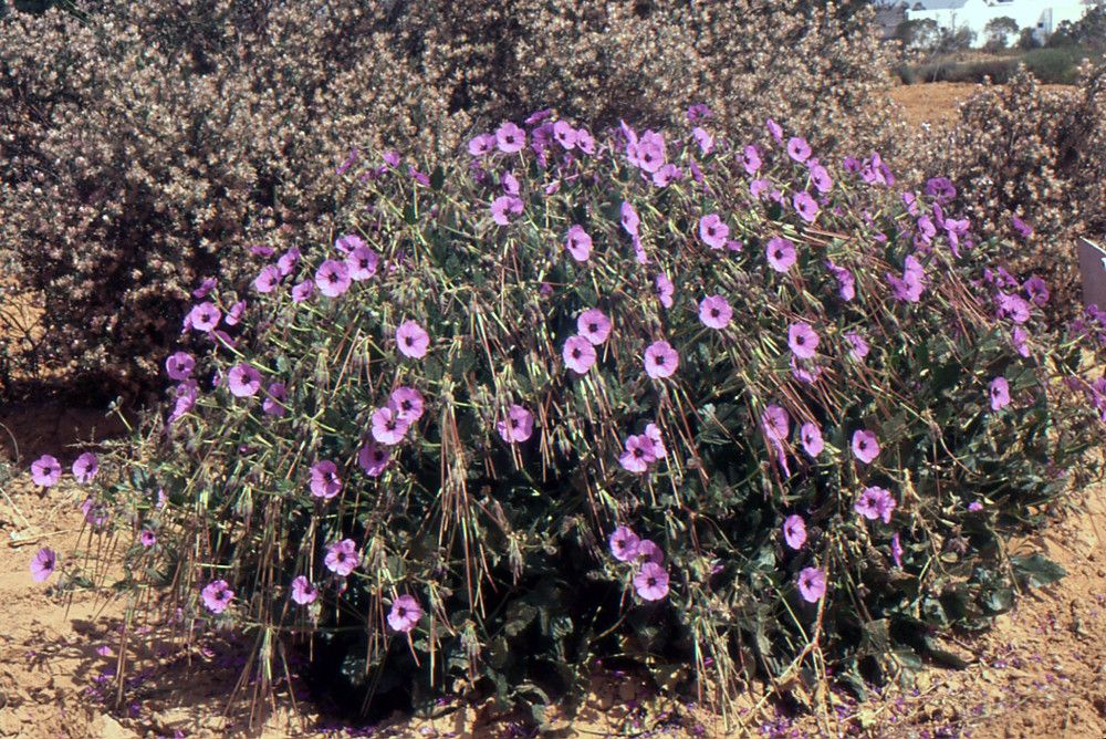 Erodium arborescens habit
