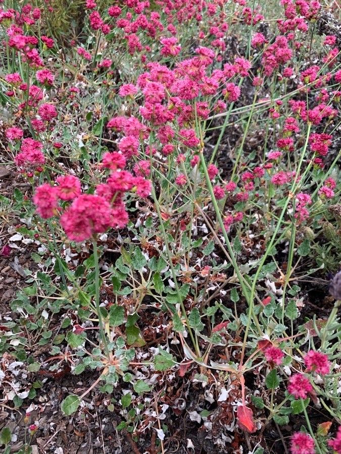 Eriogonum grande flower