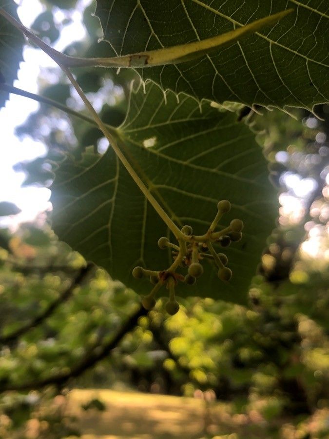 Tilia henryana fruit