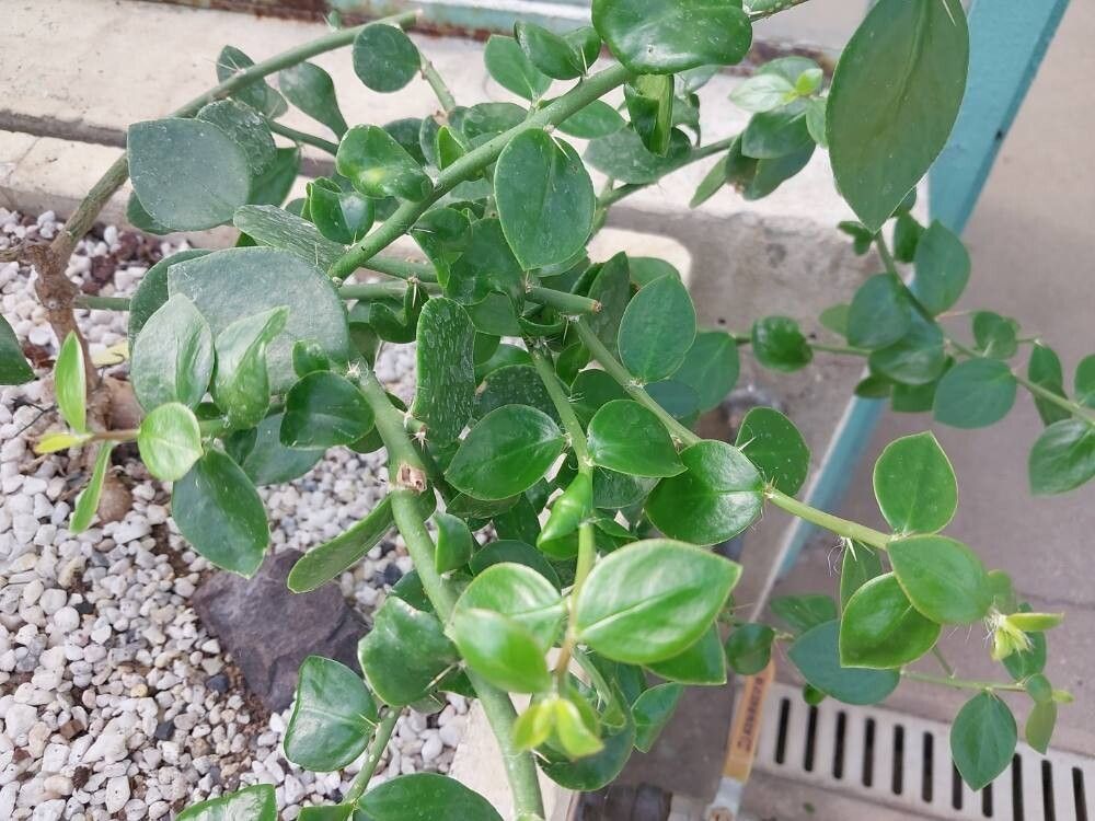 Pereskia horrida leaf